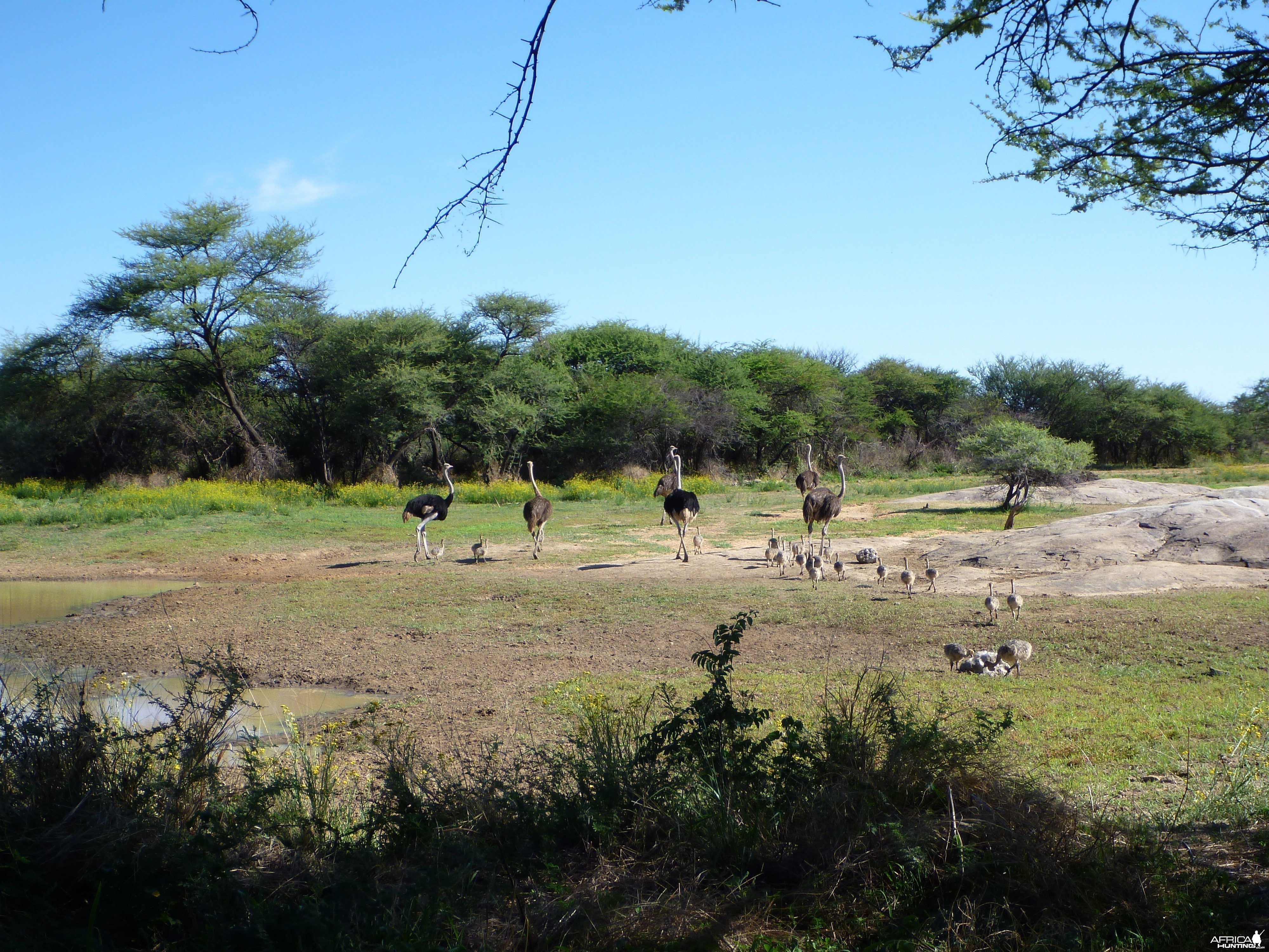 Ostrich Namibia