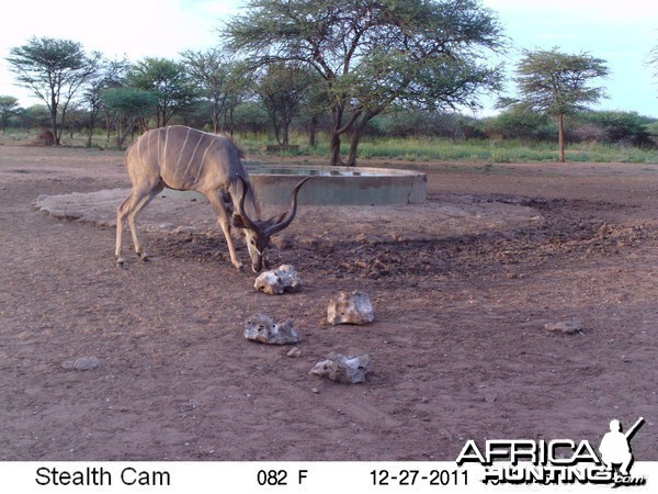 Greater Kudu Trail Camera Namibia