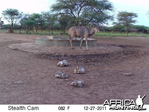 Greater Kudu Trail Camera Namibia