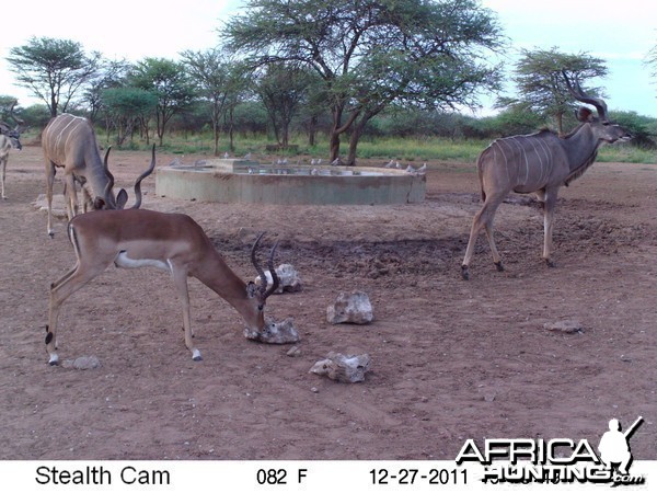 Greater Kudu Trail Camera Namibia