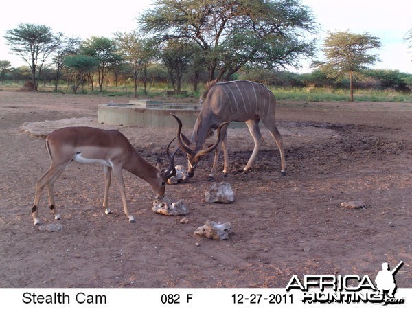 Greater Kudu Trail Camera Namibia