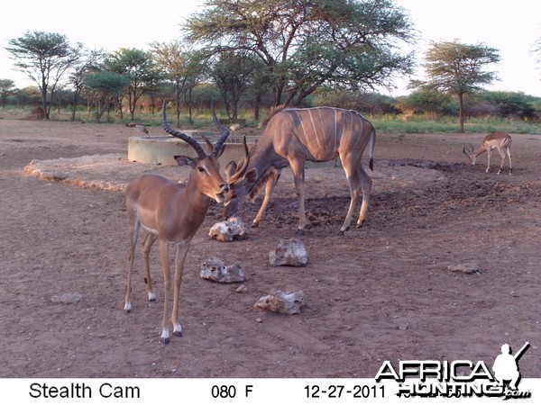 Greater Kudu Trail Camera Namibia