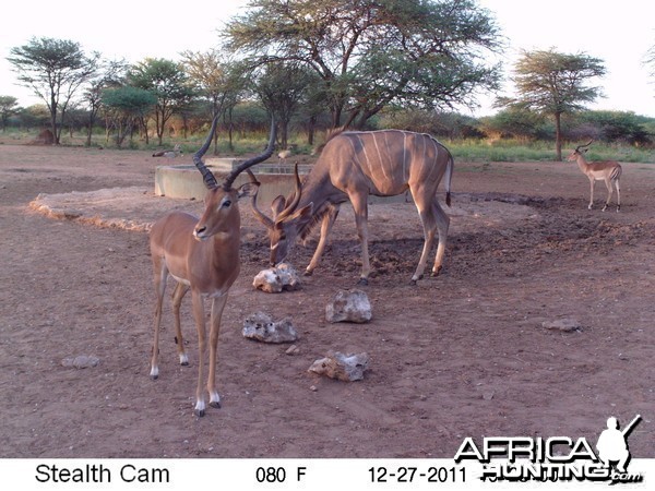 Greater Kudu Trail Camera Namibia