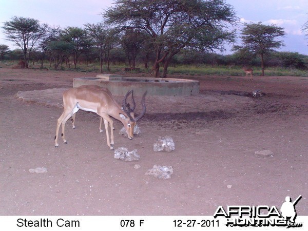 Impala Trail Camera Namibia