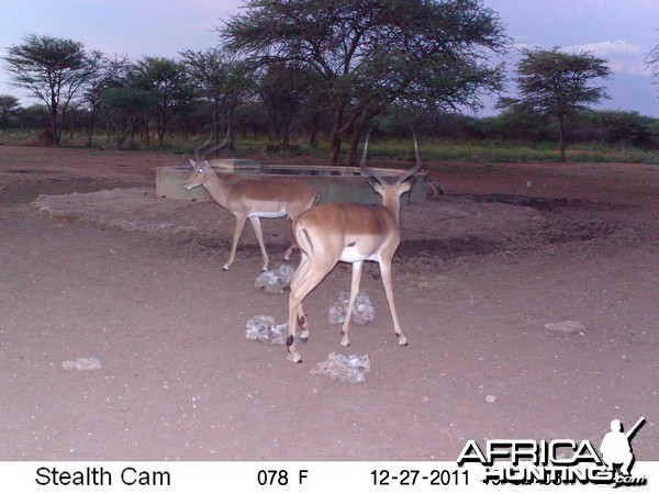 Impala Trail Camera Namibia