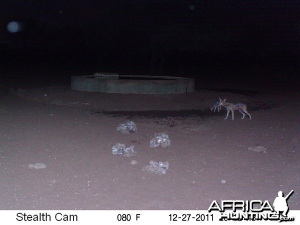 Black-backed Jackal Trail Camera Namibia