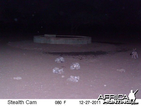 Black-backed Jackal Trail Camera Namibia