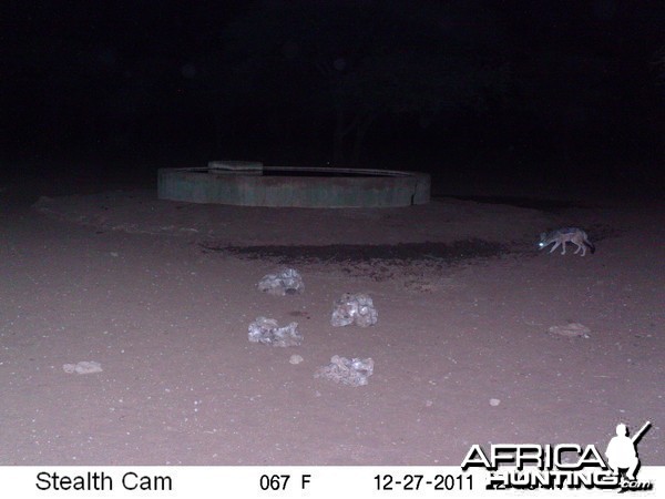 Black-backed Jackal Trail Camera Namibia