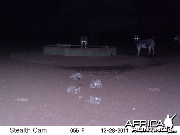 Zebra Trail Camera Namibia