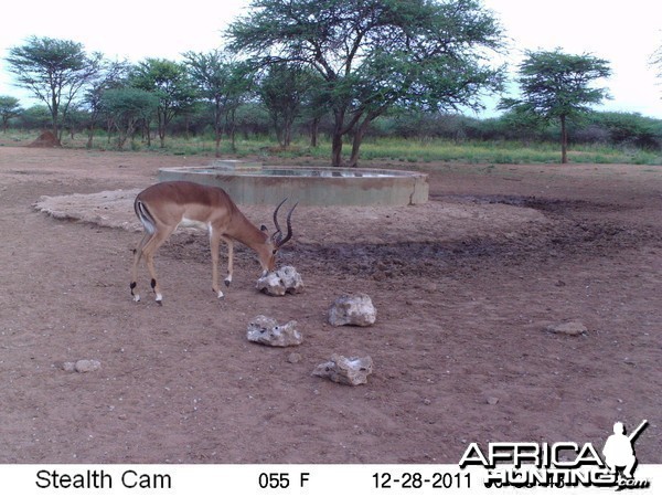 Trail Camera Namibia