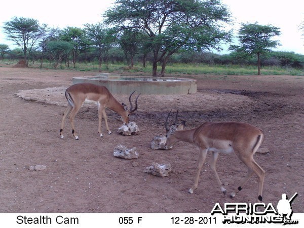 Trail Camera Namibia