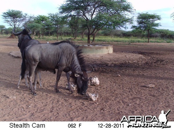 Trail Camera Namibia