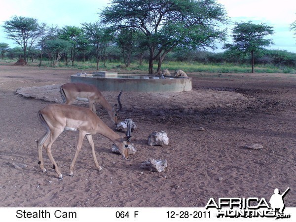 Trail Camera Namibia