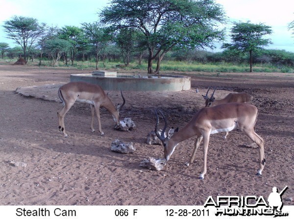 Trail Camera Namibia