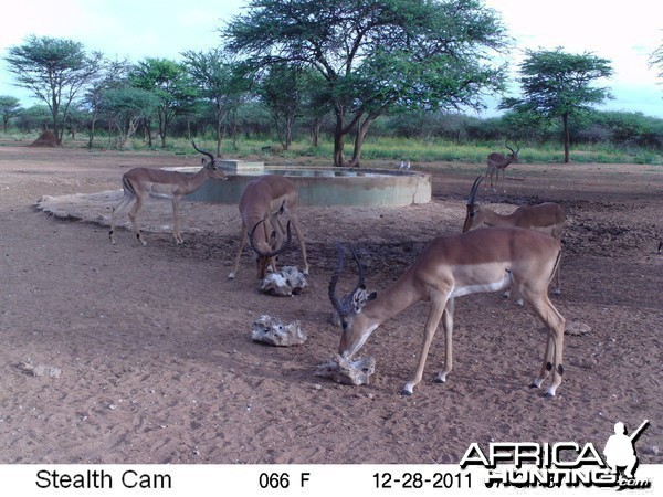 Trail Camera Namibia