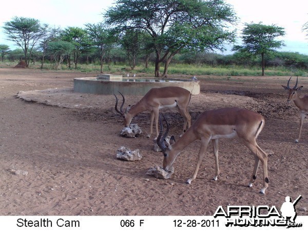 Trail Camera Namibia