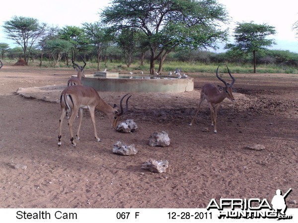 Trail Camera Namibia