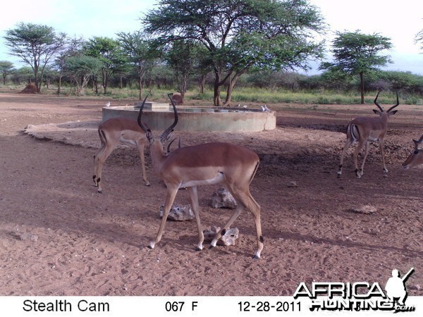 Trail Camera Namibia