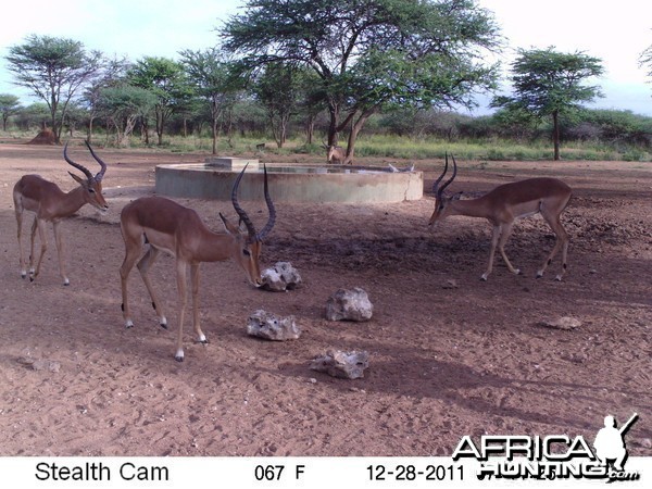 Trail Camera Namibia