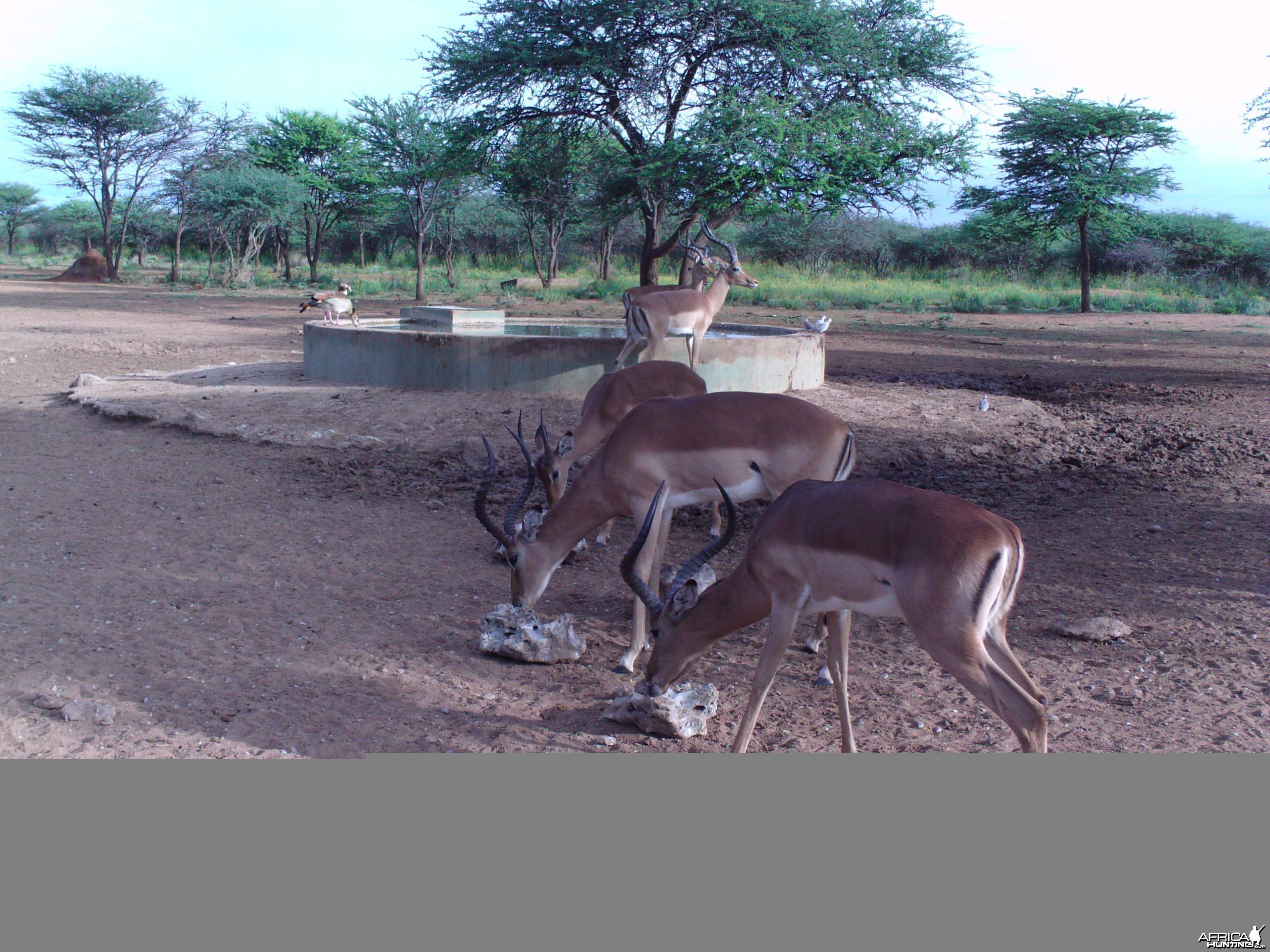 Trail Camera Namibia