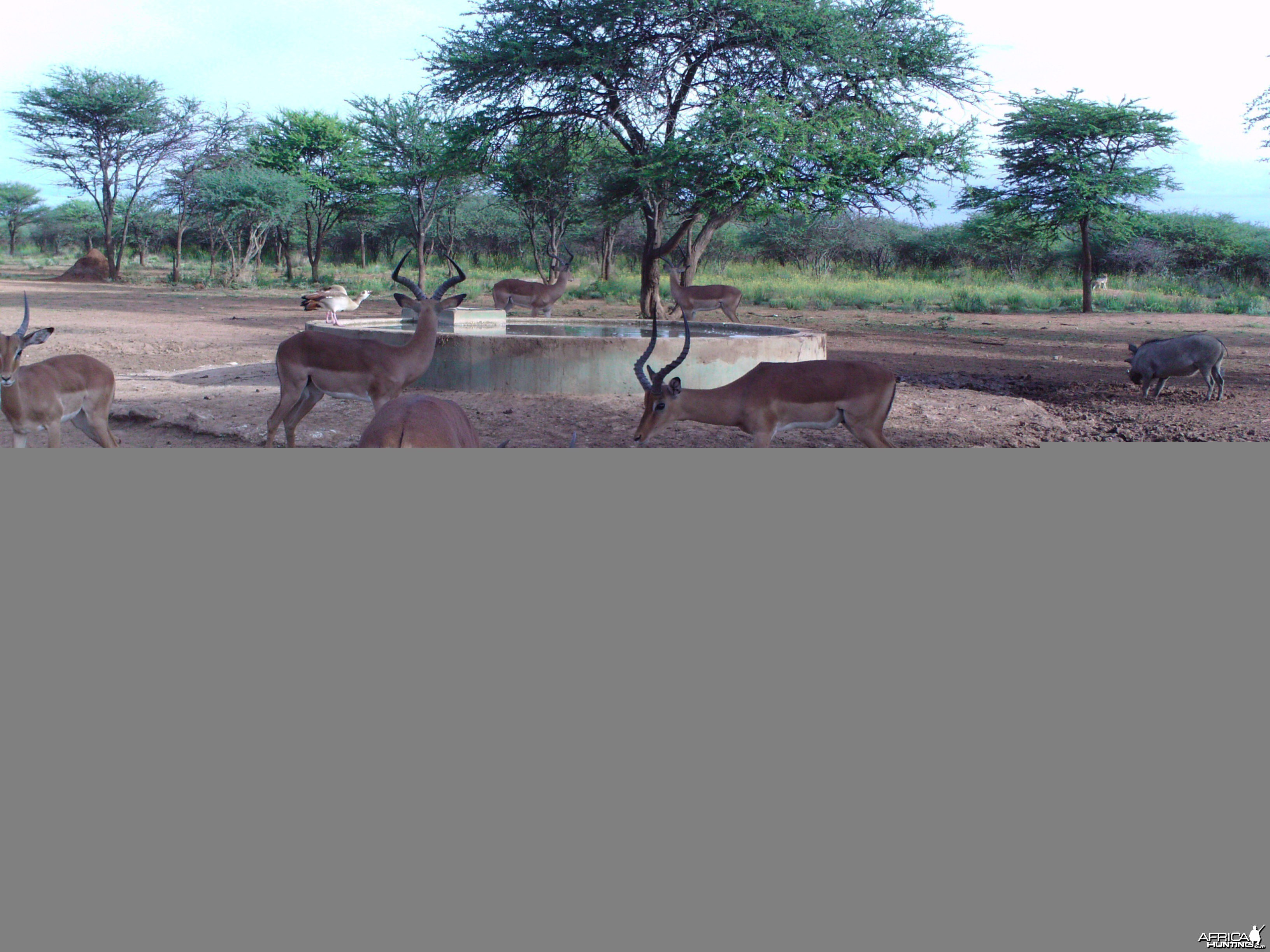 Trail Camera Namibia