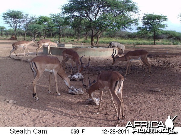 Trail Camera Namibia