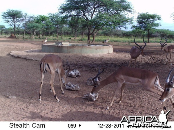 Trail Camera Namibia