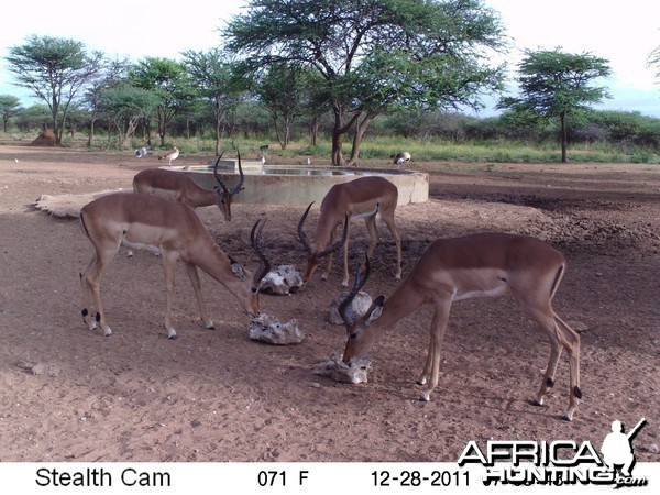 Trail Camera Namibia