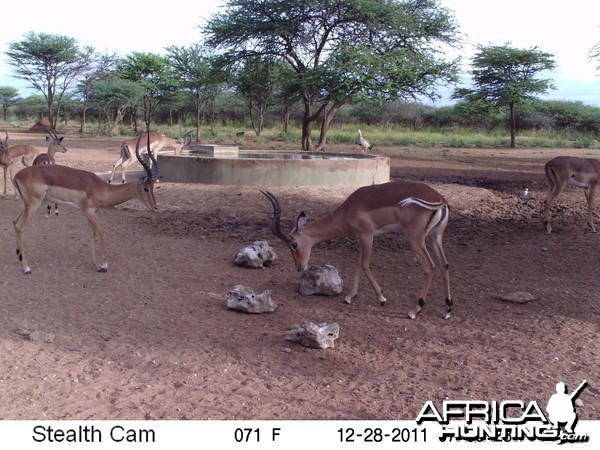 Trail Camera Namibia