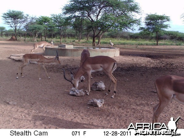 Trail Camera Namibia