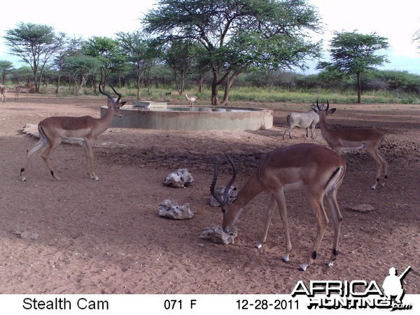 Trail Camera Namibia