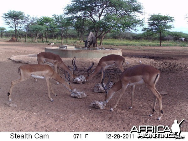 Trail Camera Namibia