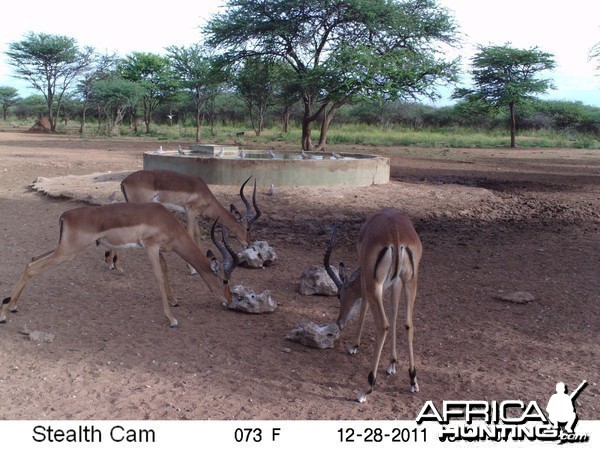 Trail Camera Namibia