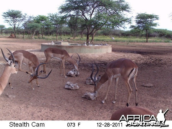 Trail Camera Namibia