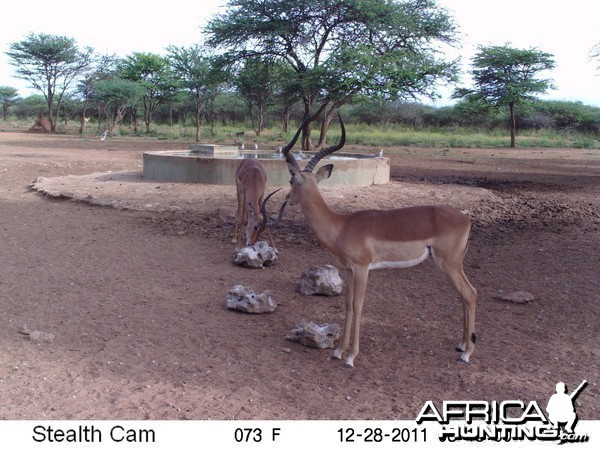 Trail Camera Namibia