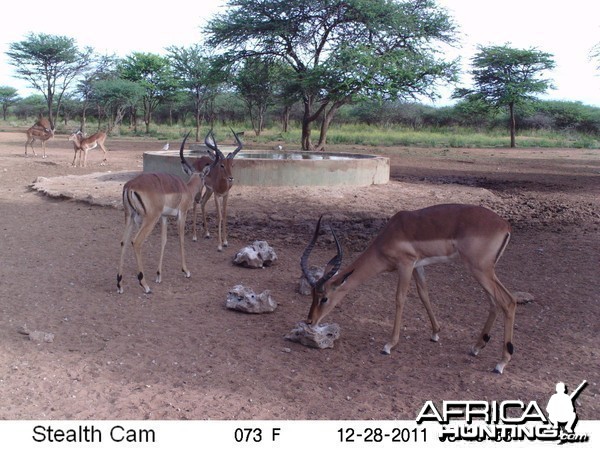 Trail Camera Namibia