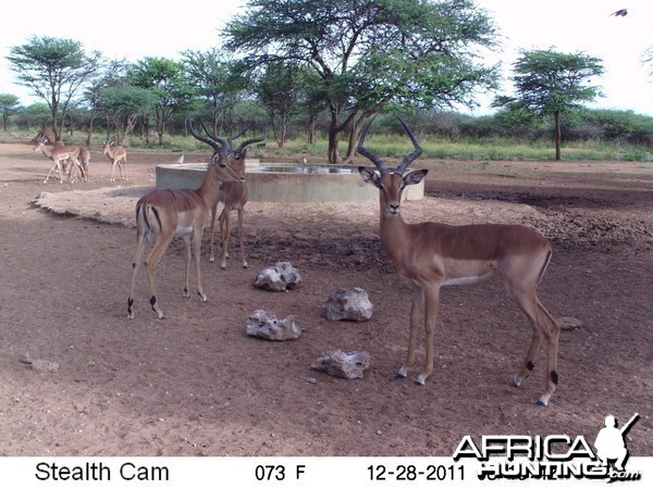 Trail Camera Namibia