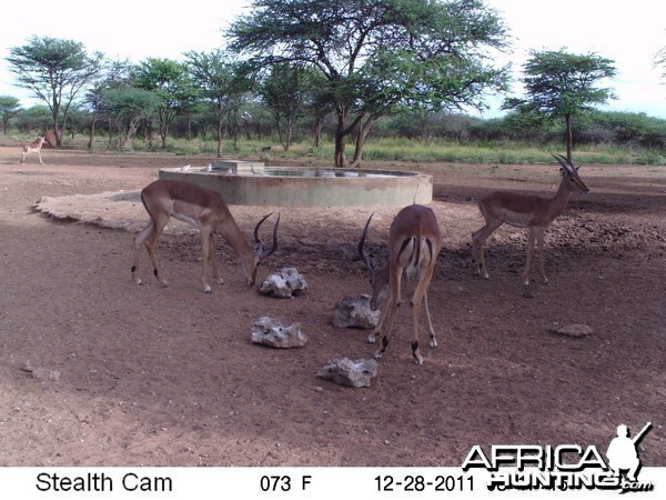 Trail Camera Namibia