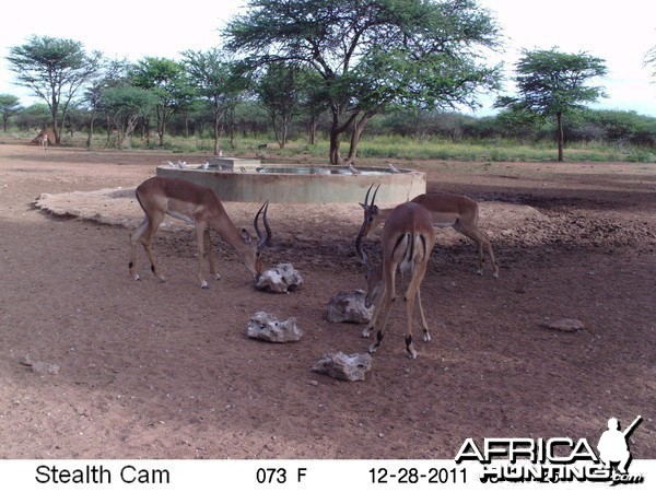 Trail Camera Namibia