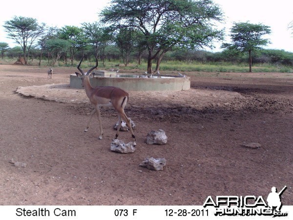 Trail Camera Namibia