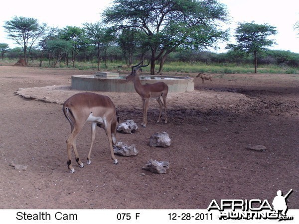 Trail Camera Namibia