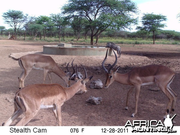 Trail Camera Namibia