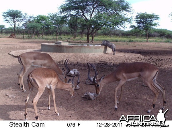 Trail Camera Namibia