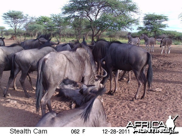 Trail Camera Namibia