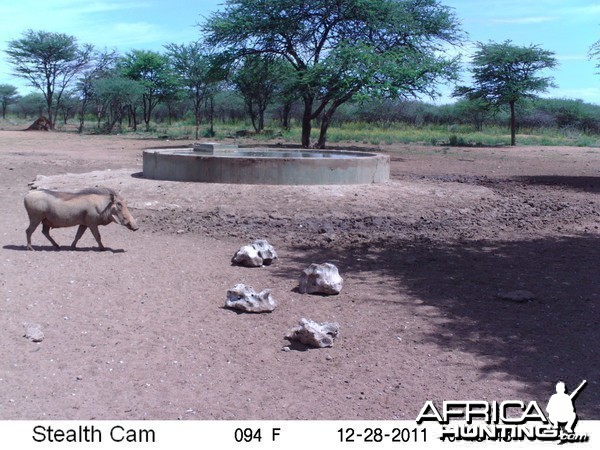 Trail Camera Namibia