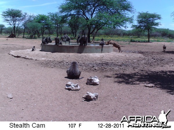 Chacma Baboon Trail Camera Namibia