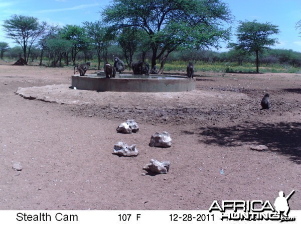 Chacma Baboon Trail Camera Namibia