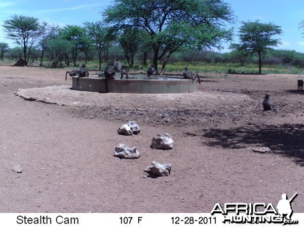 Chacma Baboon Trail Camera Namibia