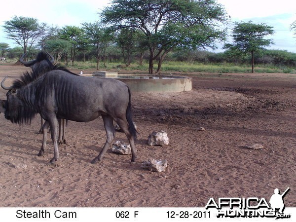 Trail Camera Namibia