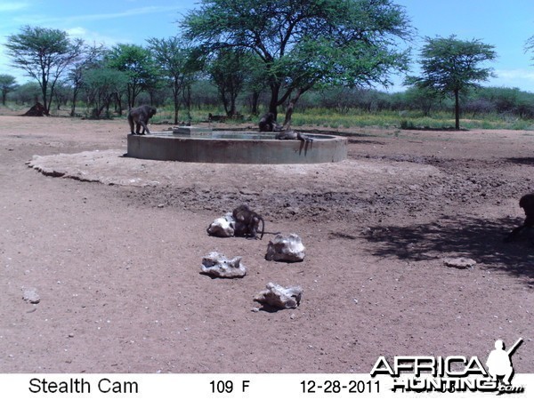 Chacma Baboon Trail Camera Namibia